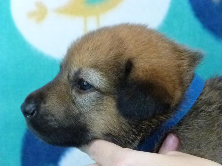 chinook puppy